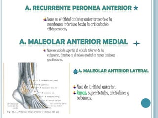 Recurrente Peronea anterior 