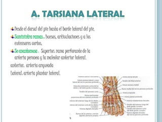 a. Recurrente Tibial anteriorDe la tibial anterior hasta llegar a formar parte de la red rotuliana. 