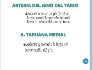 a. Recurrente peronea anteriorNace en el tibial anterior anteriormente a la membrana interósea hasta la articulación tibioperonea.a. Maleolar anterior medialNace en sentido superior al retículo inferior de los extensores, termina en el maléolo medial en ramas cutáneas y articulares.a. Maleolar anterior lateralNace de la tibial anterior.Ramas: superficiales, articulares y calcáneas.