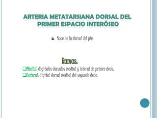 a. Tarsiana lateralDesde el dorsal del pie hasta el borde lateral del pie. Suministra ramas : huesos, articulaciones y a los extensores cortos.Se anastomosa :  Superior: rama perforante de la arteria peronea y la maleolar anterior lateral.anterior:  arteria arqueada Lateral: arteria plantar lateral.