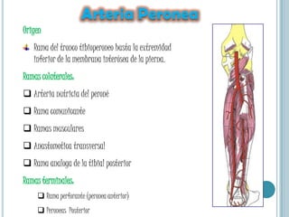 Arteria Arqueada oDorsal del metatarsoNace del dorso del pie posterior al primer espacio interóseo del metatarso. 3 Ramas : Metatarsianas dorsales (interóseas) (2) Arterias digitales colaterales dorsales de los dedos adyacentes  y c/u se anastomosa mediante: 