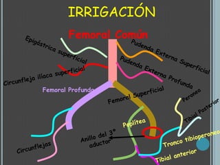 IRRIGACIÓNFemoral ComúnEpigástrica superficialPudenda Externa SuperficialPudenda Externa ProfundaCircunfleja ilíaca superficialFemoral ProfundaFemoral SuperficialPeroneaTibial PosteriorPoplíteaTronco tibioperoneoAnillo del 3º aductorCircunflejasTibial anterior