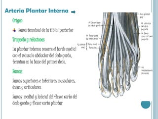 Arteria nutricia de la tibiaArteriaPeroneaOrigenRama del tronco tibioperoneo hasta la extremidad inferior de la membrana interósea de la pierna.Ramas colaterales: Arteria nutricia del peroné