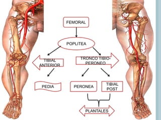 Anastomotica transversal