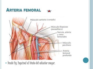 Arteria femoralDesde lig. Inguinal al hiato del aductor mayor.
