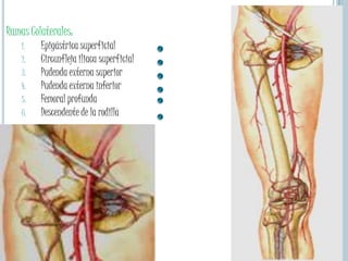 Ramas Colaterales:Epigástrica superficialCircunfleja iliaca superficialPudenda externa superiorPudenda externa inferiorFemoral profundaDescendente de la rodilla
