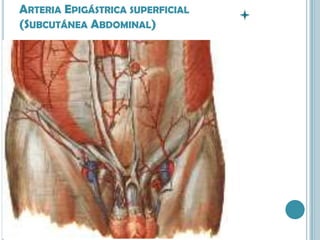 Arteria Epigástrica superficial (Subcutánea Abdominal)