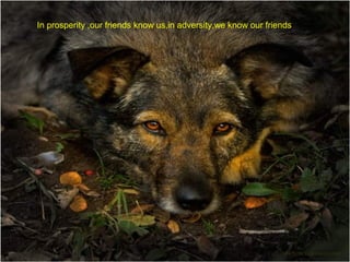 In prosperity ,our friends know us,in adversity,we know our friends

 