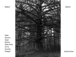 Robert Adams
Sitka
Spruce,
Cape
Blanco
State Park,
Curry
County,
Oregon 14x11inches
 