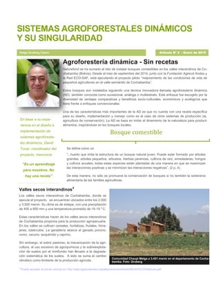 * Puede acceder al primer artículo en http://web.agrecolandes.org/attachments/article/265/Art%C3%ADculo.pdf
SISTEMAS AGROFORESTALES DINÁMICOS
Y SU SINGULARIDAD
Helga Gruberg Cazón Artículo N° 2 - Enero de 2015
Agroforestería dinámica - Sin recetas
Naturefund se ha sumado al reto de instalar bosques comestibles en los valles interandinos de Co-
chabamba (Bolivia). Desde el mes de septiembre del 2014, junto con la Fundación Agrecol Andes y
la Red ECO-SAF, está ejecutando el proyecto piloto “mejoramiento de las condiciones de vida de
pequeños agricultores en el valle semiárido de Cochabamba”.
Estos bosques son instalados siguiendo una técnica innovadora llamada agroforestería dinámica
(AD), también conocida como sucesional, análoga o multiestrato. Este enfoque fue escogido por la
diversidad de ventajas comparativas y beneficios socio-culturales, económicos y ecológicos que
tiene frente a enfoques convencionales
Una de las características más importantes de la AD es que no cuenta con una receta específica
para su diseño, implementación y manejo como es el caso de otros sistemas de producción (ej.
agricultura de conservación). La AD se basa en imitar el dinamismo de la naturaleza para producir
alimentos, inspirándose en los bosques locales.
Valles secos interandinos4
Los valles secos interandinos de Cochabamba, donde se
ejecuta el proyecto, se encuentran ubicados entre los 2.000
y 3.500 msnm. Su clima es de estepa, con una precipitación
de 400 a 600 mm y una temperatura promedio de 16-19 o
C.
Estas características hacen de los valles secos interandinos
de Cochabamba propicios para la producción agropecuaria.
En los valles se cultivan cereales, hortalizas, frutales, forra-
jeras, tubérculos. La ganadería abarca al ganado porcino,
ovino, vacuno, auquénido y caprino.
Sin embargo, el sobre pastoreo, la mecanización de la agri-
cultura, al uso excesivo de agroquímicos y la sobreexplota-
ción de suelos por el minifundio han llevado a la degrada-
ción sistemática de los suelos. A esto se suma el cambio
climático como limitante de la producción agrícola.
Comunidad Chaupi Melga a 3.451 msnm en el departamento de Cocha-
bamba. Foto: Gruberg
En base a su expe-
riencia en el diseño e
implementación de
sistemas agroforesta-
les dinámicos, David
Tovar, coordinador del
proyecto, menciona:
“Es un aprendizaje
para nosotros. No
hay una receta”
Se define como un:
“...huerto que imita la estructura de un bosque natural joven. Puede estar formado por árboles
grandes, arboles pequeños, arbustos, hierbas perennes, cultivos de raíz, enredaderas, hongos
y cultivos anuales, todas estas especies están plantadas de una manera en que se maximizan
las interacciones positivas y se minimizan las interacciones negativas”. (2 p. 4)
De esta manera, no sólo se promueve la conservación de bosques si no también la soberanía
alimentaria de las familias agricultoras.
Bosque comestible
 