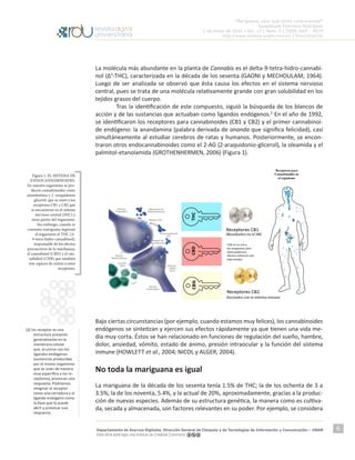 “Mariguana, ¿por qué tanta controversia?”
Guadalupe Ponciano Rodríguez
1 de mayo de 2016 | Vol. 17 | Núm. 5 | ISSN 1607 - 6079
http://www.revista.unam.mx/vol.17/num5/art32
Departamento de Acervos Digitales. Dirección General de Cómputo y de Tecnologías de Información y Comunicación – UNAM
Esta obra está bajo una licencia de Creative Commons
6
La molécula más abundante en la planta de Cannabis es el delta-9-tetra-hidro-cannabi-
nol (∆9
-THC), caracterizada en la década de los sesenta (GAONI y MECHOULAM, 1964).
Luego de ser analizada se observó que ésta causa los efectos en el sistema nervioso
central, pues se trata de una molécula relativamente grande con gran solubilidad en los
tejidos grasos del cuerpo.
	 Tras la identificación de este compuesto, siguió la búsqueda de los blancos de
acción y de las sustancias que actuaban como ligandos endógenos.2
En el año de 1992,
se identificaron los receptores para cannabinoides (CB1 y CB2) y el primer cannabinoi-
de endógeno: la anandamina (palabra derivada de ananda que significa felicidad), casi
simultáneamente al estudiar cerebros de ratas y humanos. Posteriormente, se encon-
traron otros endocannabinoides como el 2-AG (2-araquidonio-glicerol), la oleamida y el
palmitol-etanolamida (GROTHENHERMEN, 2006) (Figura 1).
Bajo ciertas circunstancias (por ejemplo, cuando estamos muy felices), los cannabinoides
endógenos se sintetizan y ejercen sus efectos rápidamente ya que tienen una vida me-
dia muy corta. Éstos se han relacionado en funciones de regulación del sueño, hambre,
dolor, ansiedad, vómito, estado de ánimo, presión intraocular y la función del sistema
inmune (HOWLETT et al., 2004; NICOL y ALGER, 2004).
No toda la mariguana es igual
La mariguana de la década de los sesenta tenía 1.5% de THC; la de los ochenta de 3 a
3.5%; la de los noventa, 5.4%, y la actual de 20%, aproximadamente, gracias a la produc-
ción de nuevas especies. Además de su estructura genética, la manera como es cultiva-
da, secada y almacenada, son factores relevantes en su poder. Por ejemplo, se considera
[2] Un receptor es una
estructura presente
generalmente en la
membrana celular
que, al unirse con los
ligandos endógenos
(sustancias producidas
por el mismo organismo
que se unen de manera
muy específica a los re-
ceptores), provocan una
respuesta. Podríamos
imaginar al receptor
como una cerradura y al
ligando endógeno como
la llave que lo puede
abrir y provocar una
respuesta.
Figura 1. EL SISTEMA DE
ENDOCANNABINOIDES.
En nuestro organismo se pro-
ducen cannabinoides como
anandamina y 2- araquidonio
glicerol, que se unen a los
receptores CB1 y CB2 que
se encuentran en el sistema
nervioso central (SNC) y
otras partes del organismo.
Sin embargo, cuando se
consume mariguana ingresan
al organismo el THC (Δ-
9-tetra-hidro-cannabinol),
responsable de los efectos
psicoactivos de la marihuana,
el cannabinol (CBN) y el can-
nabidiol (CNB) que también
son capaces de unirse a estos
receptores.
 