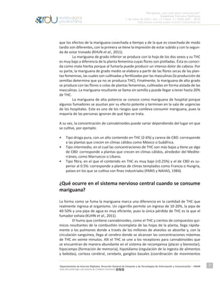 “Mariguana, ¿por qué tanta controversia?”
Guadalupe Ponciano Rodríguez
1 de mayo de 2016 | Vol. 17 | Núm. 5 | ISSN 1607 - 6079
http://www.revista.unam.mx/vol.17/num5/art32
Departamento de Acervos Digitales. Dirección General de Cómputo y de Tecnologías de Información y Comunicación – UNAM
Esta obra está bajo una licencia de Creative Commons
7
que los efectos de la mariguana cosechada a tiempo y de la que es cosechada de modo
tardío son diferentes, con la primera se tiene la impresión de estar subido y con la segun-
da de estar tronado (KHUN et al., 2011).
	 La mariguana de grado inferior se produce con la hoja de los dos sexos y su THC
es muy bajo a diferencia de la planta femenina cuyas flores son pistiladas. Ésta es conoci-
da como mala hierba porque al fumarla puede producir un intenso dolor de cabeza. Por
su parte, la mariguana de grado medio se elabora a partir de las flores secas de las plan-
tas femeninas, las cuales son cultivadas y fertilizadas por las masculinas (la producción de
semillas determina que ya no se produzca THC). Finalmente, la mariguana de alto grado
se produce con las flores o colas de plantas femeninas, cultivadas en forma aislada de las
masculinas. La mariguana resultante se llama sin semilla y puede llegar a tener hasta 20%
de THC.
	 La mariguana de alta potencia se conoce como mariguana de hospital porque
algunos fumadores se asustan por su efecto potente y terminan en la sala de urgencias
de los hospitales. Este es uno de los riesgos que conlleva consumir mariguana, pues la
mayoría de las personas ignoran de qué tipo se trata.
A su vez, la concentración de cannabinoides puede variar dependiendo del lugar en que
se cultive, por ejemplo:
•	 Tipo droga pura, con un alto contenido en THC (2-6%) y carece de CBD: corresponde
a las plantas que crecen en climas cálidos como México o Sudáfrica.
•	 Tipo intermedio, en el cual las concentraciones de THC son más bajas y tiene ya algo
de CBD: corresponde a plantas que crecen en climas cálidos, alrededor del Medite-
rráneo, como Marruecos o Líbano.
•	 Tipo fibra, en el que el contenido en THC es muy bajo (<0.25%) y el de CBD es su-
perior al 0.5%: corresponde a plantas de climas templados como Francia o Hungría,
países en los que se cultiva con fines industriales (PARIS y NAHAS, 1984).
¿Qué ocurre en el sistema nervioso central cuando se consume
mariguana?
La forma como se fuma la mariguana marca una diferencia en la cantidad de THC que
realmente ingresa al organismo. Un cigarrillo permite un ingreso de 10-20%, la pipa de
40-50% y una pipa de agua es muy eficiente, pues la única pérdida de THC es la que el
fumador exhala (KUHN et al., 2011).
	 El humo que contiene cannabinoides, como el THC y cientos de compuestos quí-
micos resultantes de la combustión incompleta de las hojas de la planta, llega rápida-
mente a los pulmones donde a través de los millones de alveolos se absorbe y, con la
circulación sanguínea, llega al cerebro donde se alcanzan las concentraciones máximas
de THC en veinte minutos. Allí el THC se une a los receptores para cannabinoides que
se encuentran de manera abundante en el sistema de recompensa (placer y bienestar),
hipocampo (formación de memoria), hipotálamo (regulación de la ingesta de alimentos
y bebidas), corteza cerebral, cerebelo, ganglios basales (coordinación de movimientos
 