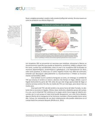 “Mariguana, ¿por qué tanta controversia?”
Guadalupe Ponciano Rodríguez
1 de mayo de 2016 | Vol. 17 | Núm. 5 | ISSN 1607 - 6079
http://www.revista.unam.mx/vol.17/num5/art32
Departamento de Acervos Digitales. Dirección General de Cómputo y de Tecnologías de Información y Comunicación – UNAM
Esta obra está bajo una licencia de Creative Commons
8
finos), amígdala (ansiedad, miedo) y tallo cerebral (reflejo del vómito). De esta manera es
como se producen sus efectos (Figura 2).
Los receptores CB1 se encuentran en neuronas que sintetizan, almacenan y liberan un
neurotransmisor específico que puede ser dopamina, serotonina, GABA o cualquier otro.
Por tanto, cuando hay cannabinoides, éstos se unen a los receptores CB1 localizados en
neuronas dopaminérgicas, serotonérgicas o gabaérgicas, y las hiperpolarizan (es decir,
salen iones positivos, la célula que se vuelve negativa resulta muy difícil de estimular),
evitando que descarguen adecuadamente su neurotransmisor e inhiben su funciona-
miento normal (CRUZ, 2007).
	 Esto también ocurre cuando la mariguana se come, sin embargo, la cantidad de
THC que alcanza el cerebro es menor y demora más tiempo en llegar, debido a que el
hígado biotransforma parte del THC antes de que éste tenga oportunidad de llegar al
sistema nervioso central. Por ello, los niveles de THC son más bajos, pero duran más sus
niveles pico.
	 Gran parte del THC sale del cerebro a las pocas horas de haber fumado, no obs-
tante éste se acumula en hígado, riñones, bazo, testículos y depósitos grasos del cuerpo.
A su vez, casi la mitad del THC continúa en la sangre veinte horas luego de haberlo con-
sumido, por lo cual aunque el viaje inicial puede desaparecer una o dos horas después,
algunos efectos de la mariguana en las funciones mentales o físicas pueden durar varios
días. Incluso, los remanentes de una dosis relativamente alta pueden detectarse en el
cuerpo hasta tres semanas después (KHUN et al., 2011).
Figura 2. Fuente: National
Institute on Drug Abuse-
NIDA. Serie de Reportes de
Investigación: Abuso de la
Marihuana. NIH Publicación
número 13-3859(S). Depar-
tamento de Salud y Servicios
Humanos de los Estados Uni-
dos. Institutos Nacionales de
la Salud 2013. <http://www.
descentralizadrogas.gov.co/
wp-content/uploads/2015/02/
Serie-Reportes-Investigacion-
Abuso-de-la-marihuana-
NIDA.pdf>
 