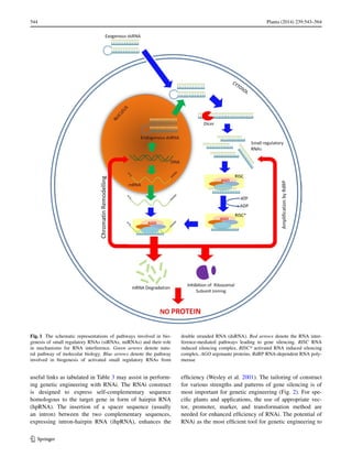 544	 Planta (2014) 239:543–564
1 3
useful links as tabulated in Table 3 may assist in perform-
ing genetic engineering with RNAi. The RNAi construct
is designed to express self-complementary sequence
homologous to the target gene in form of hairpin RNA
(hpRNA). The insertion of a spacer sequence (usually
an intron) between the two complementary sequences,
expressing intron-hairpin RNA (ihpRNA), enhances the
efficiency (Wesley et al. 2001). The tailoring of construct
for various strengths and patterns of gene silencing is of
most important for genetic engineering (Fig. 2). For spe-
cific plants and applications, the use of appropriate vec-
tor, promoter, marker, and transformation method are
needed for enhanced efficiency of RNAi. The potential of
RNAi as the most efficient tool for genetic engineering to
Fig. 1  The schematic representations of pathways involved in bio-
genesis of small regulatory RNAs (siRNAs, miRNAs) and their role
in mechanisms for RNA interference. Green arrows denote natu-
ral pathway of molecular biology. Blue arrows denote the pathway
involved in biogenesis of activated small regulatory RNAs from
double stranded RNA (dsRNA). Red arrows denote the RNA inter-
ference-mediated pathways leading to gene silencing. RISC RNA
induced silencing complex, RISC* activated RNA induced silencing
complex, AGO argonaute proteins, RdRP RNA-dependent RNA poly-
merase
 
