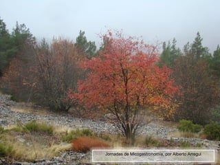 Jornadas de Micogastronomía, por Alberto Arregui
 