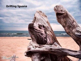 Drifting Iguana 
