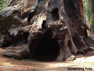 Screaming Tree 