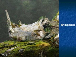 Rhinoceros 