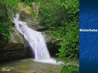 Waterbabe 