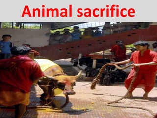 Animal sacrifice
 