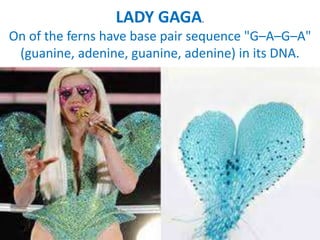 LADY GAGA.
On of the ferns have base pair sequence "G–A–G–A"
(guanine, adenine, guanine, adenine) in its DNA.
 