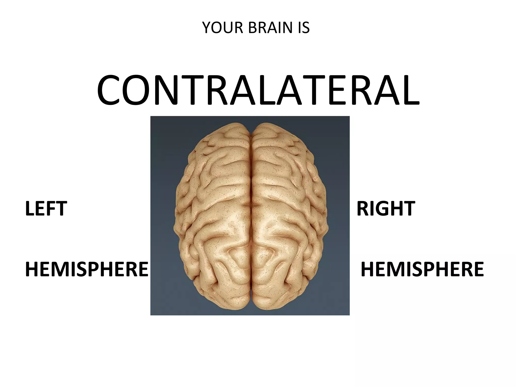 YOUR BRAIN IS
CONTRALATERAL
LEFT RIGHT
HEMISPHERE H HEMISPHERE
 