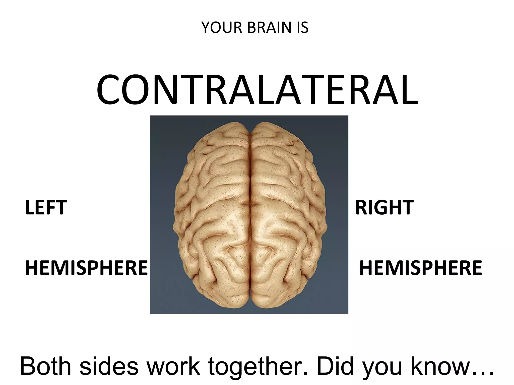 YOUR BRAIN IS
CONTRALATERAL
LEFT RIGHT
HEMISPHERE H HEMISPHERE
Both sides work together. Did you know…
 
