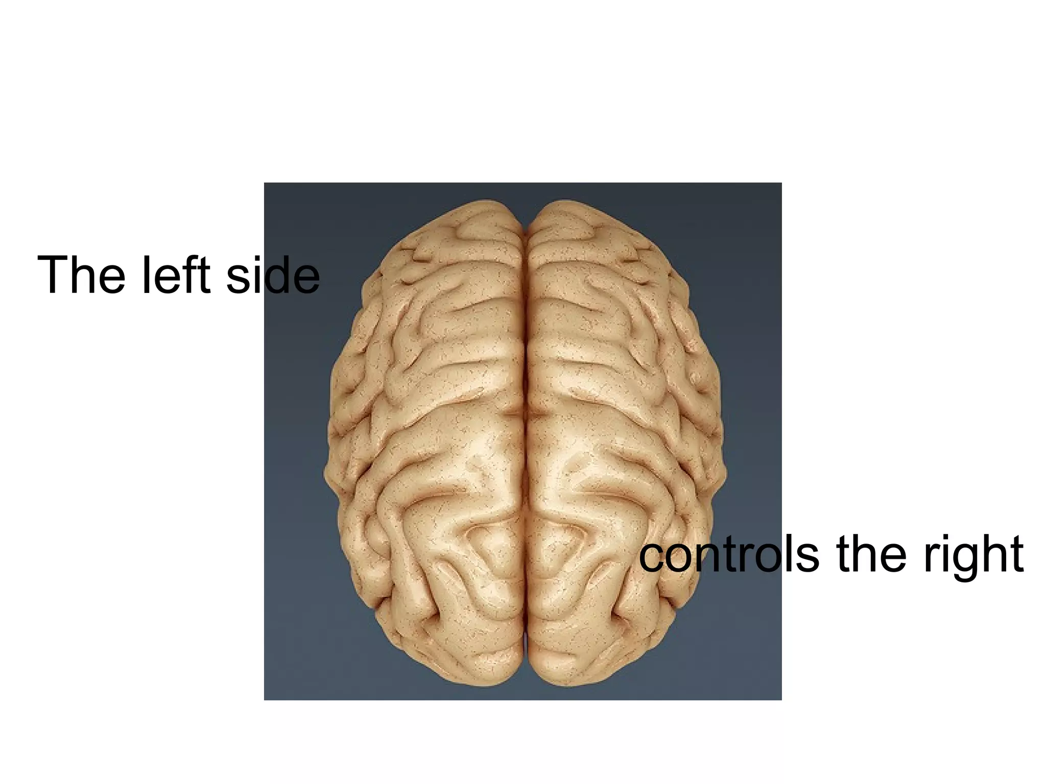 The left side
controls the right
 