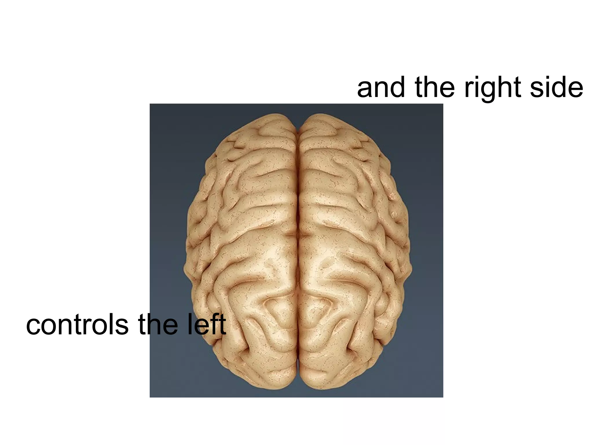 and the right side
controls the left
 