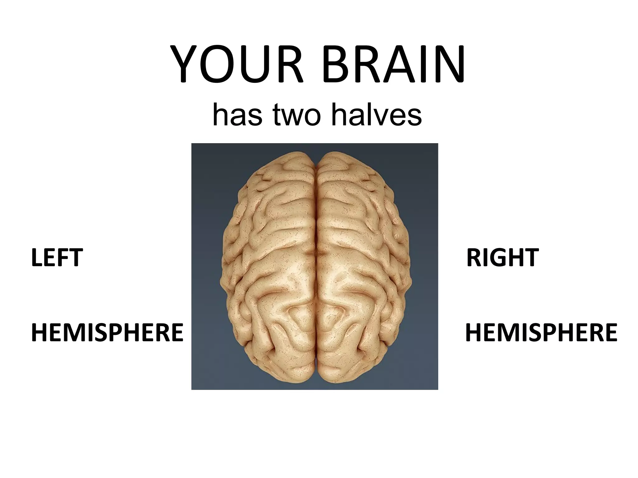 YOUR BRAIN
LEFT RIGHT
HEMISPHERE H HEMISPHERE
has two halves
 