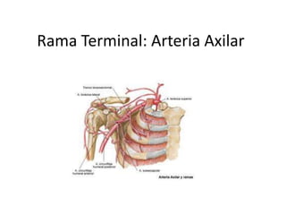 Rama Terminal: Arteria Axilar
 