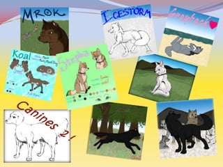 Canines  2 ! 