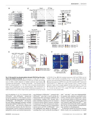 and Ab pathology (9, 15, 18). Compared with
APP23.p38g+/+
mice, APP23.p38g−/−
animals had
increased sensitivity to PTZ-induced seizures
(fig. S5). Ab pathology was comparable inthe brains
of APP23.p38g−/−
and APP23.p38g+/+
mice (fig. S6),
but p38g deletion aggravated premature mortality
and memory deficits of APP23 mice (Fig. 1, C to F,
and fig. S7). p38g−/−
mice showed no deficits and
had normal motor function (fig. S8). Electroen-
cephalography showed enhanced spontaneous
epileptiform activity and interictal hypersynchro-
nous discharges in APP23.p38g−/−
compared with
APP23.p38g+/+
mice (Fig. 1, G and H, and fig. S9).
Hippocampal theta and gamma oscillations and
cross-frequency coupling (CFC) through theta-
phase modulation of gamma power are measures
of network activity related to memory, including
in humans (19–22). These measures are compro-
mised in APP transgenic mice (15). Compromised
spectral power and CFC of APP23.p38g+/+
mice
were significantly more affected in APP23.p38g−/−
recordings (Fig. 1, I and J, and fig. S9). Recordings of
p38g−/−
and p38g+/+
mice were indistinguishable.
In summary, p38g depletion exacerbated excito-
toxicity, neuronal circuit synchronicity, mortal-
ity, and memory deficits in APP23 mice, without
changes in Ab pathology. In addition, p38g levels
were reduced in aged APP23 and APPNL-G-F
mice
and humans with AD (fig. S10), further suggesting
that the loss of p38g-mediated neuroprotection
may contribute to AD pathogenesis.
To determine whether the Ab toxicity–limiting
effects of p38g were tau-dependent, we crossed
SCIENCE sciencemag.org 18 NOVEMBER 2016 • VOL 354 ISSUE 6314 907
Fig. 4. Site-specific tau phosphorylation disrupts PSD-95/tau/Fyn inter-
action and inhibits Ab toxicity. (A) Coexpression of p38g (WT) or p38gCA
(CA) with tau showed phosphorylation at T205, less at S199, and virtually
none at S396 or S404. Detection of GAPDH confirmed equal loading. (B)
Compared with APP23.p38g+/+
animals, APP23.p38g−/−
mice showed a lack of
T205 tau phosphorylation (n = 6). Other sites remained phosphorylated.
Graph shows quantification of tau phosphorylation. (C) Coexpression of
T205E disrupted PSD95/tau/Fyn IP, whereas T205A tau increased it (n = 6).
S199 mutations had no effect. Graph shows quantification of tau/Fyn bound
to PSD-95. D, Asp. (D) AAV-mediated expression of WT and T205A, but not
T205E or GFP, restored susceptibility of tau−/−
to 50 mg/kg PTZ-induced
seizures, with reduced latency (linear regression) and higher severity (n = 12).
(E) Improved memory in APP23 mice upon AAV-mediated p38gCA
expression
(APP23.AAVp38gCA
). MWM test: (Left) Example traces; (middle) escape
latencies; (right) time in target quadrant during probe trials (n = 8 to 10).
(F) Rescued CFC in APP23.AAVp38gCA
compared with APP23.AAVGFP
mice
(n = 5 to 6). For (B) to (F): ***P < 0.001; **P < 0.01; *P < 0.05; ns, not sig-
nificant. Error bars indicate SEM.
RESEARCH | REPORTS
onNovember24,2016http://science.sciencemag.org/Downloadedfrom
 