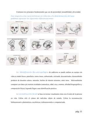 pág. 11
Contienen tres principios fundamentales que son de perennidad, inmutabilidad y diversidad.
Con respecto a las características en relación a la determinación del sexo
podemos apreciar las siguientes diferenciaciones:
La Identificación Bio-antropológica de cadáveres se puede realizar en cuerpos sin
vida en estado fresco, putrefacto, restos óseos, carbonizado, calcinado, descuartizados, desmembrado
producto de desastres aéreos, naturales, hechos de tránsito terrestres, entre otros. Adicionalmente
comparar con datos pre mortem recabados (naturaleza, edad, sexo, estatura, afinidad biogeográfica y
composición física), logrando llegar a una identificación positiva.
La reconstrucción facial se basa en recrear visualmente cómo era el rostro de la persona
en vida. Utiliza sólo el cráneo del individuo objeto de estudio. Utiliza la reconstrucción
bidimensional o planimétrica, escultóricas, tridimensionales o computarizada.
 