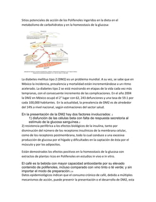Sitios potenciales de acción de los Polifenoles ingeridos en la dieta en el
metabolismo de carbohidratos y en la homeostasis de la glucosa:




La diabetes mellitus tipo 2 (DM2) es un problema mundial. A su vez, se sabe que en
México la incidencia, prevalencia y mortalidad están incrementándose a un ritmo
acelerado. La diabetes tipo 2 se está mostrando en etapas de la vida cada vez más
tempranas, con el consecuente incremento de las complicaciones. En el año 2004
la DM2 en México ocupó el 2° lugar con 62, 243 defunciones y una tasa de 59.1 por
cada 100,000 habitantes. En la actualidad, la prevalencia de DM2 es de alrededor
del 14% a nivel nacional, según estimaciones del sector salud.

En la presentación de la DM2 hay dos factores involucrados: 2
      1) disfunción de las células beta con falta de respuesta secretoria al
      estímulo de la glucosa sanguínea.2
2) resistencia periférica a los efectos biológicos de la insulina, tanto por
disminución del número de los receptores insulínicos de la membrana celular,
como de los receptores postmembrana, todo lo cual conduce a una excesiva
producción de glucosa por el hígado y dificultades en la captación de ésta por el
músculo y por los adipocitos.

Están demostrados los efectos positivos en la homeostasis de la glucosa con
extractos de plantas ricos en Polifenoles en estudios in vivo e in vitro.

El café es la bebida con mayor capacidad antioxidante por su elevado
contenido de polifenoles, incluso comparado con vino tinto o té verde; y sin
importar el modo de preparación.3,4
Datos epidemiológicos indican que el consumo crónico de café, debido a múltiples
mecanismos de acción, puede prevenir la presentación o el desarrollo de DM2, esta
 
