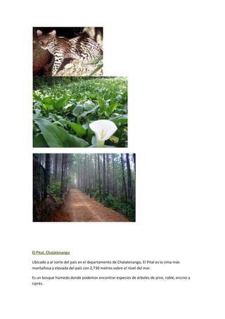 Artículo sobre los bosques salvadoreños conociendo el salvador1