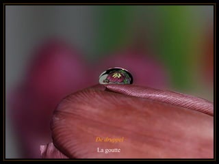 De druppel La goutte  