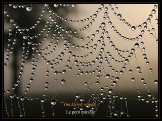 Het kleine wonder  Le petit miracle  