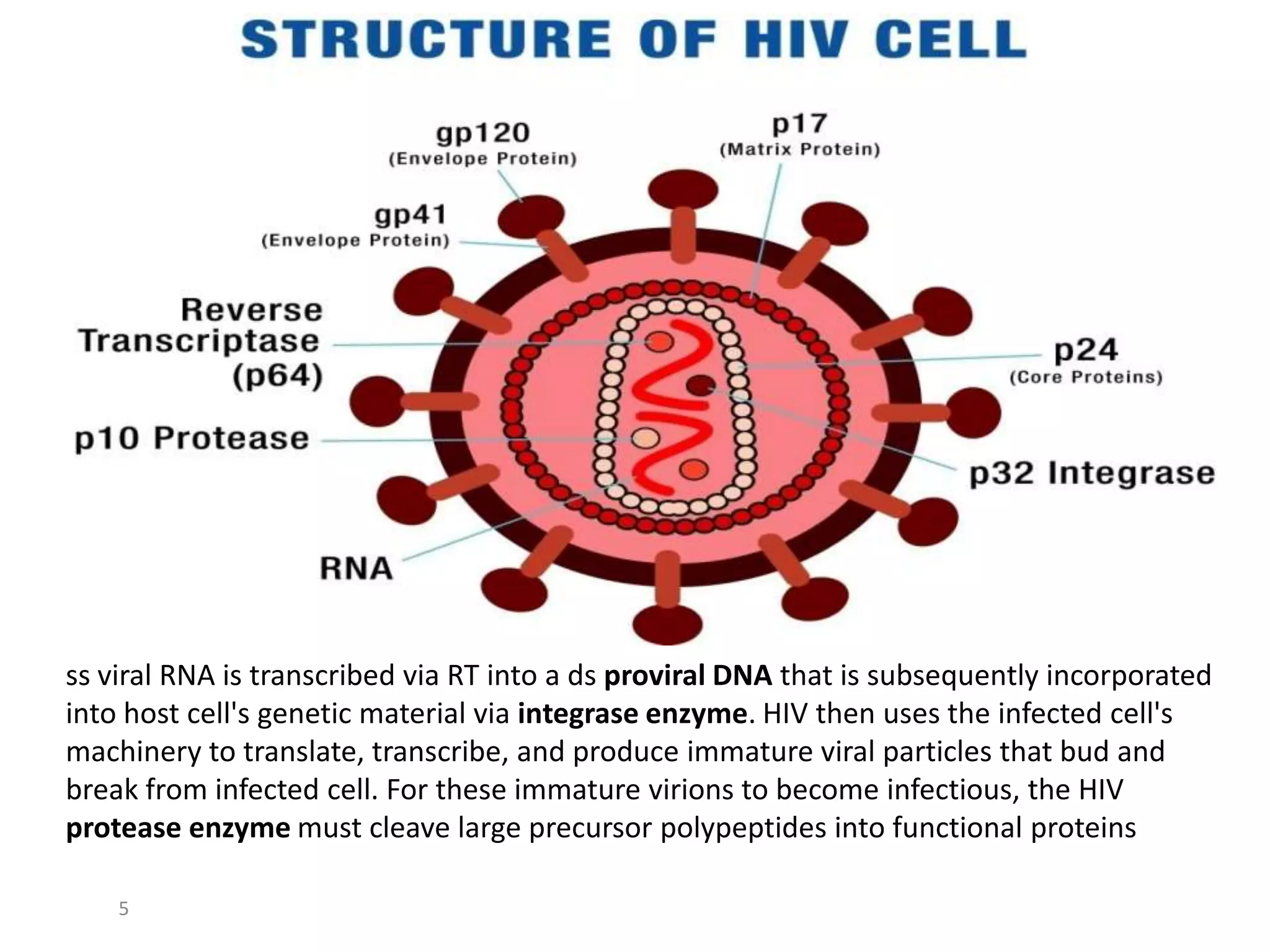 ss viral RNA is transcribed via RT into a ds proviral DNA that is subsequently incorporated
into host cell's genetic material via integrase enzyme. HIV then uses the infected cell's
machinery to translate, transcribe, and produce immature viral particles that bud and
break from infected cell. For these immature virions to become infectious, the HIV
protease enzyme must cleave large precursor polypeptides into functional proteins
5

 