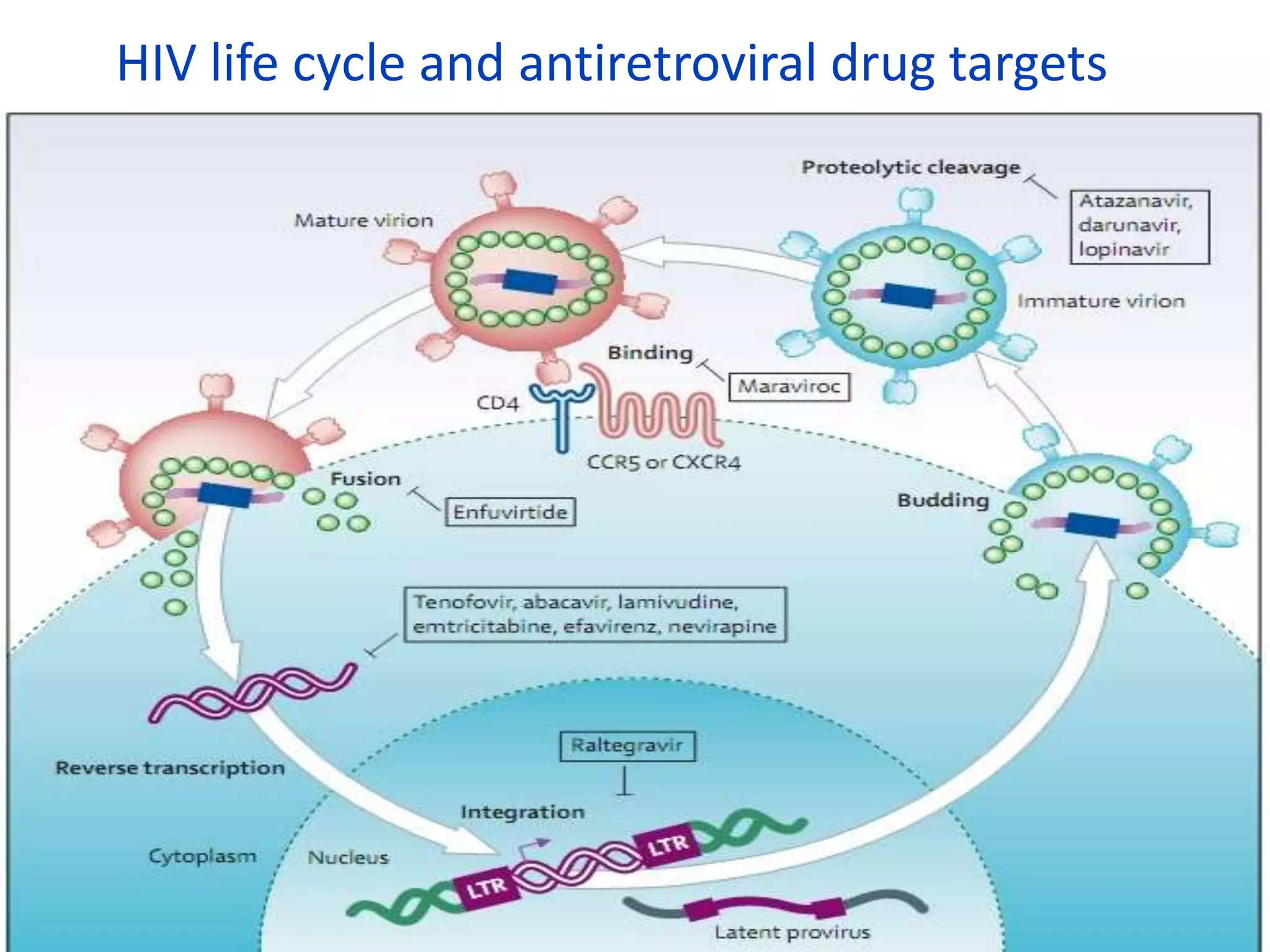HIV life cycle and antiretroviral drug targets

 