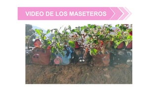 VIDEO DE LOS MASETEROS
 