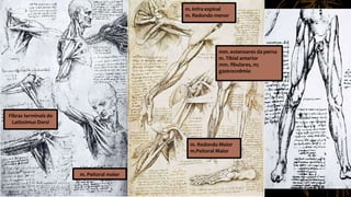 Fibras terminais do
Latissimus Dorsi
m. Peitoral maior
m. Infra espinal
m. Redondo menor
m. Redondo Maior
m.Peitoral Maior
mm. extensores da perna
m. Tibial anterior
mm. fibulares, m;
gastrocnêmio
 