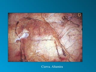 Cierva. Altamira