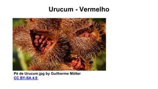 Urucum - Vermelho
Pé de Urucum.jpg by Guilherme Mölter
CC BY-SA 4.0
 