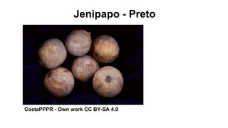 Jenipapo - Preto
CostaPPPR - Own work CC BY-SA 4.0
 