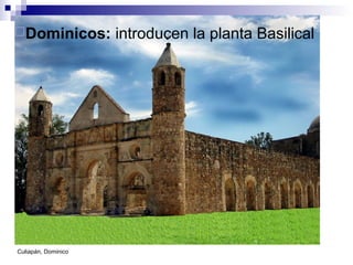 Culiapán, Dominico
Dominicos: introducen la planta Basilical
 