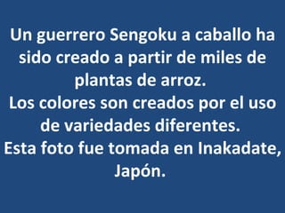 Un guerrero Sengoku a caballo ha sido creado a partir de miles de plantas de arroz.  Los colores son creados por el uso de variedades diferentes.  Esta foto fue tomada en Inakadate, Japón.   