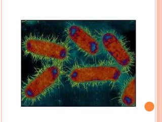 Arte con bacterias PPT