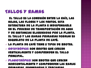 El tallo es la conexión entre la raíz, las
    hojas, las flores y los frutos. Esta
    estructura de la planta e indispensable
    en el proceso de transportación de agua
    y de sustancias elaboradas por la planta.
    El tallo y las ramas primarias forman es
    esqueleto de la planta de café.
   La planta de café tiene 2 tipos de brotes.
   ORTOTRÓPICO: son brotes que crecen
    verticalmente y comprenden el tallo
    principal.
   PLAGIOTRÓPICO: son brotes que crecen
    horizontalmente y comprenden las ramas
 