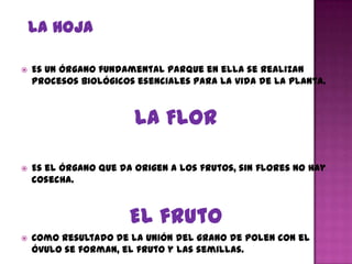    Es un órgano fundamental parque en ella se realizan
    procesos biológicos esenciales para la vida de la planta.



                        LA FLOR

   Es el órgano que da origen a los frutos, sin flores no hay
    cosecha.



                       El fruto
   Como resultado de la unión del grano de polen con el
    óvulo se forman, el fruto y las semillas.
 